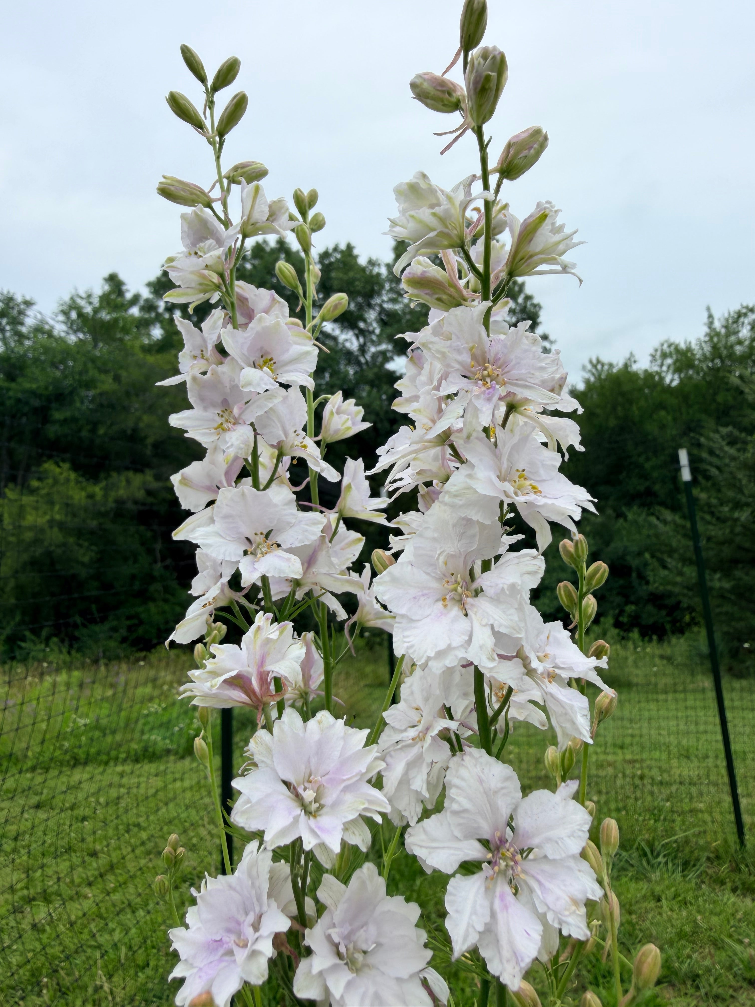 Larkspur - Fancy Smokey Eyes - Bundle of 10 Stems
