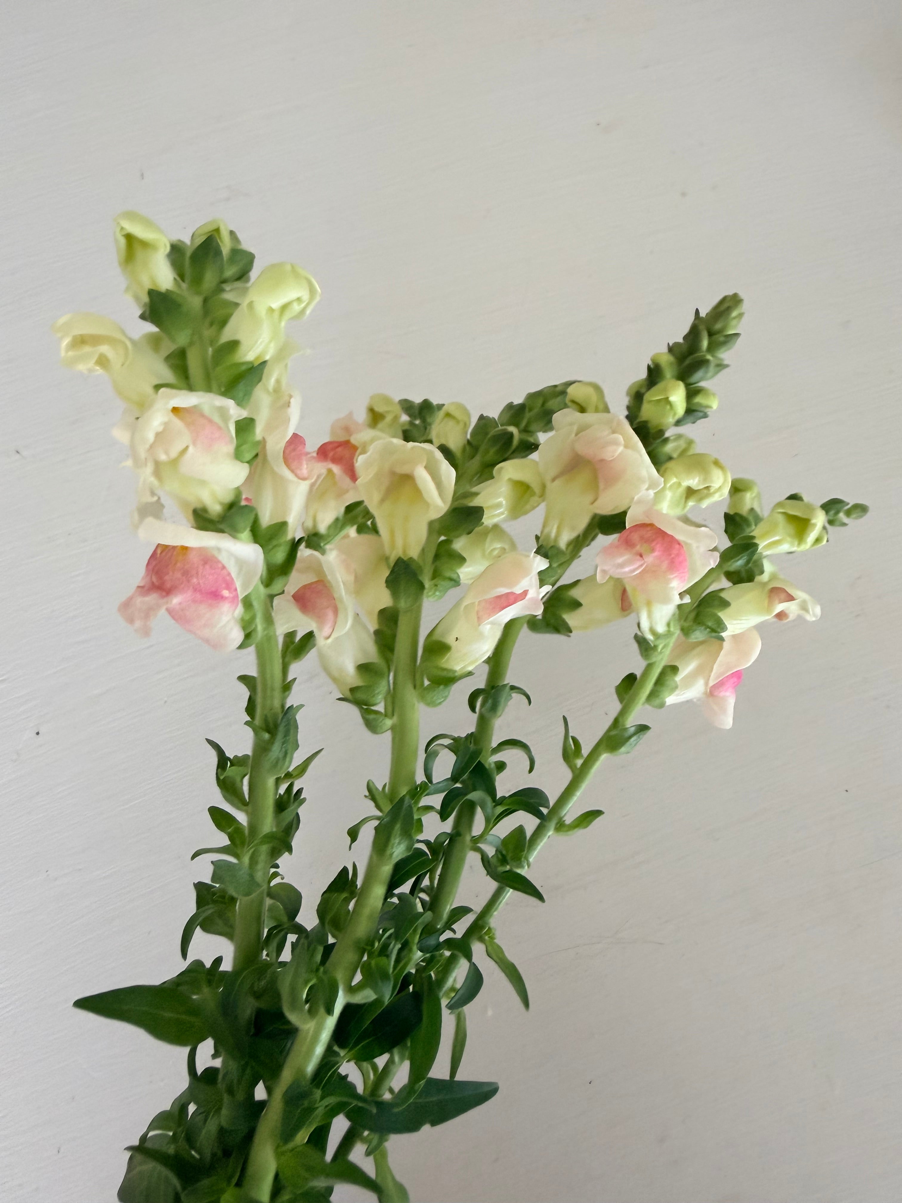 Snapdragon - Bundle of 5 Stems - Cherry Blossom