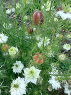 Nigella - Mixed Bunch - Bundle of 10 Stems