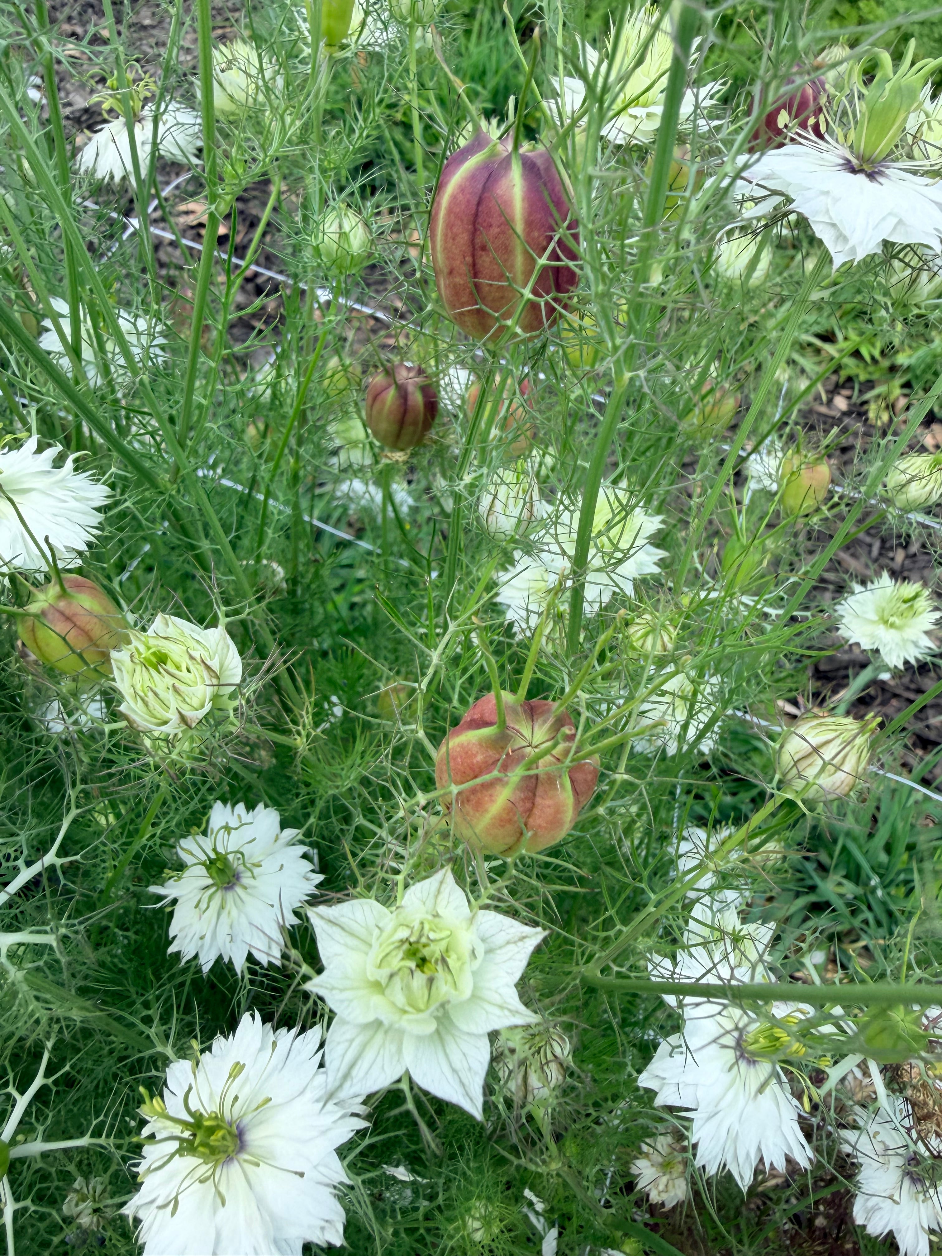 Nigella - Mixed Bunch - Bundle of 10 Stems