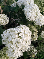 Hydrangea - Incrediball - By the Stem