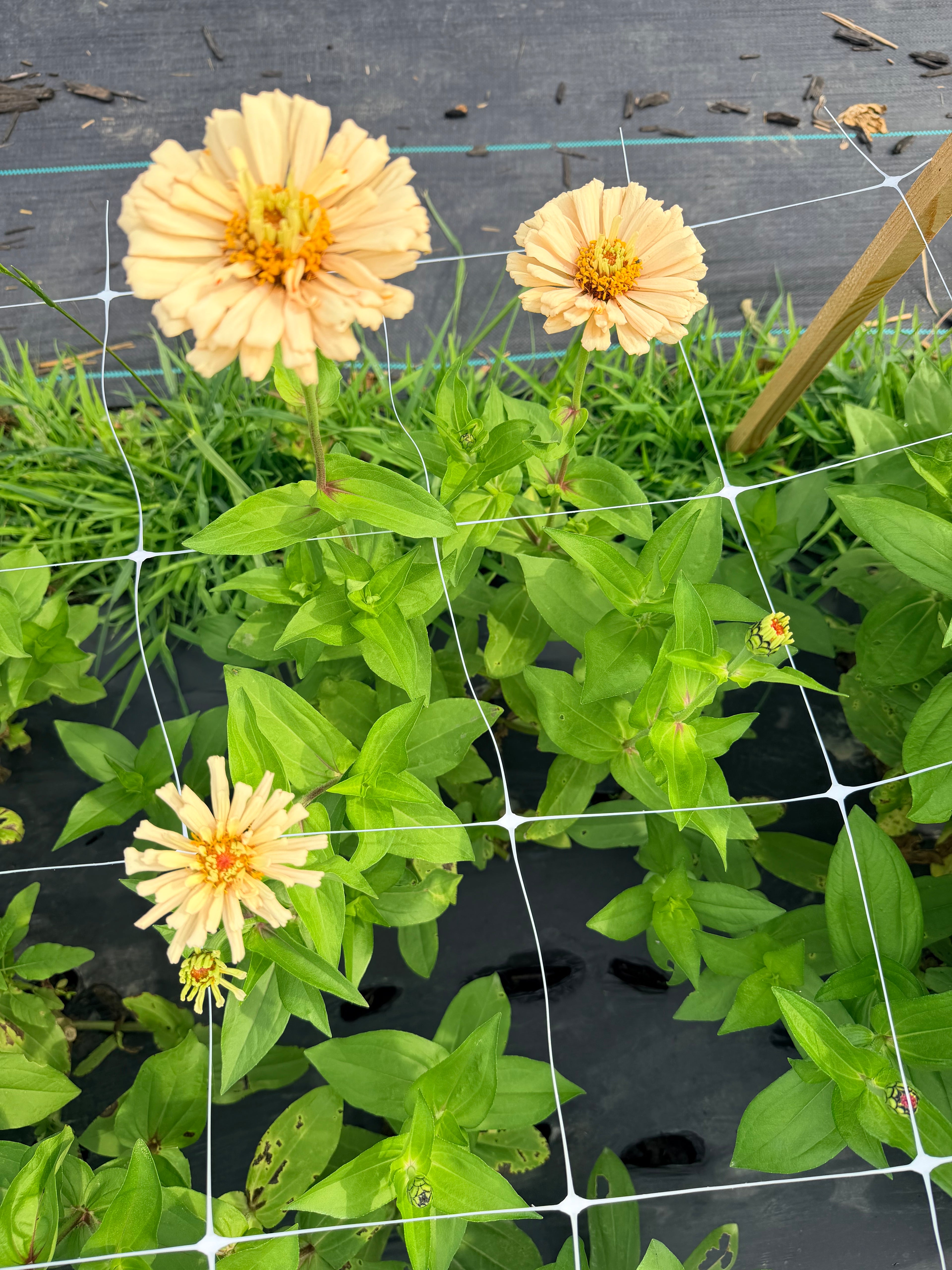 Zinnia - Linen - Bundle of 5 and 10 Stems