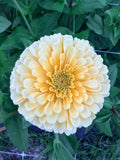 Zinnia - Linen - Bundle of 5 and 10 Stems