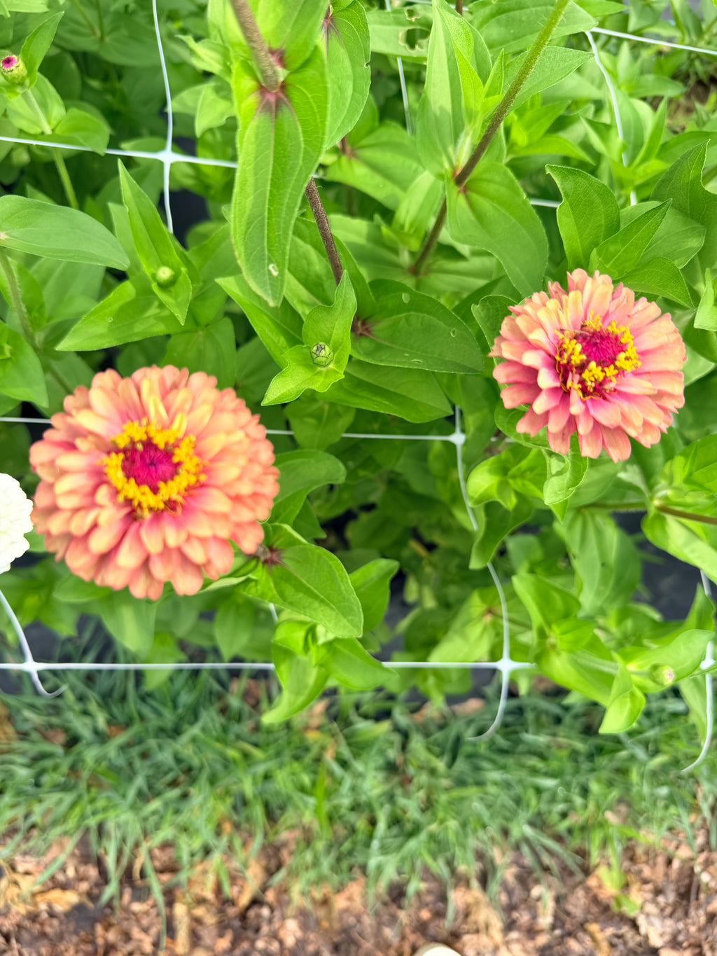 Zinnia - Queeny Red Lime - Bundle of 5 and 10 Stems