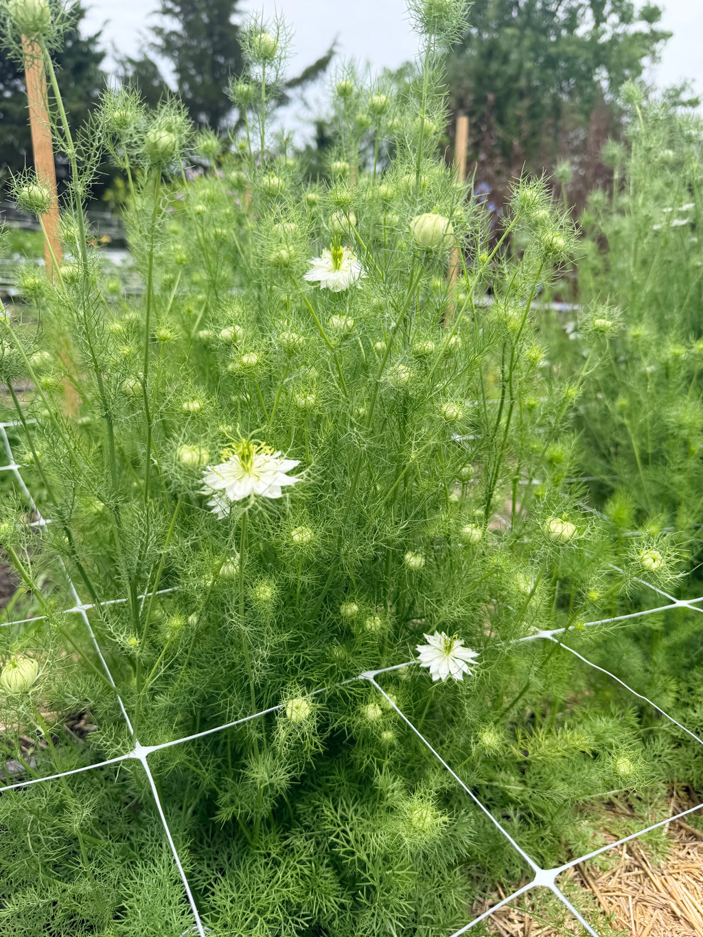 Nigella - Green Pod - Bundle of 10 Stems