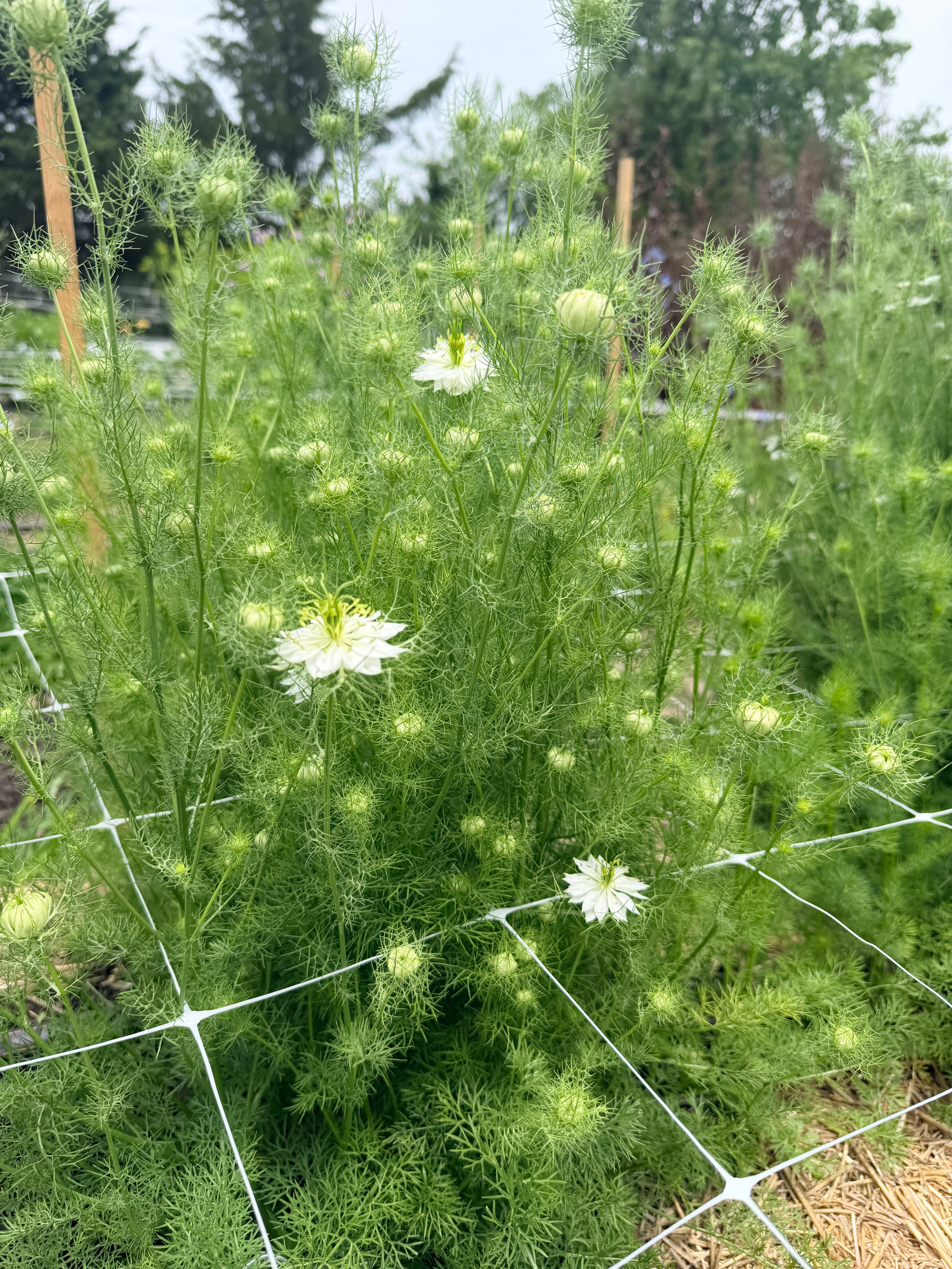 Nigella - Green Pod - Bundle of 10 Stems