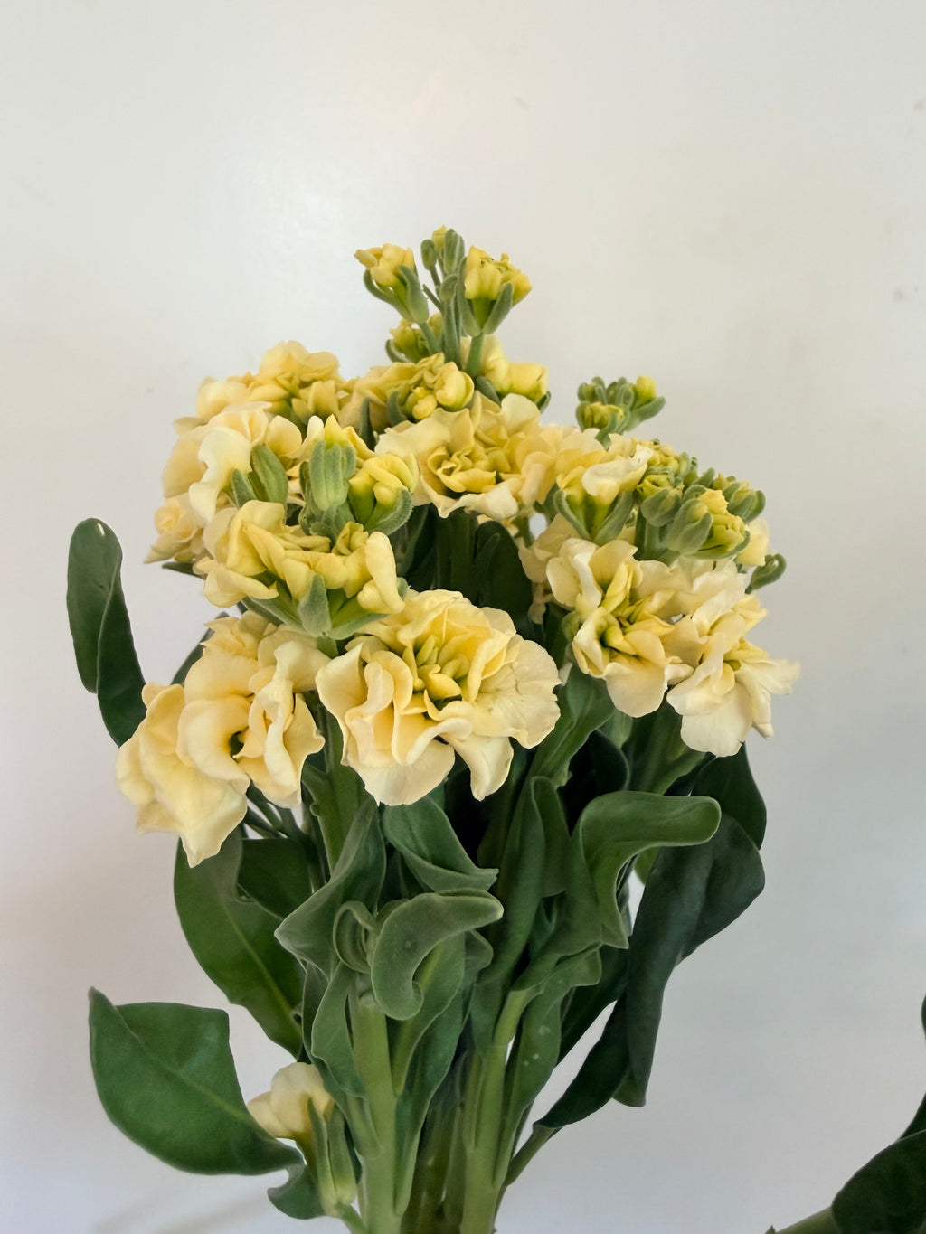 Stock - Bundle of 10 Stems - Yellow