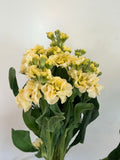 Stock - Bundle of 10 Stems - Yellow