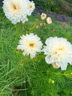 Cosmos - White - Bundle of 10 Stems