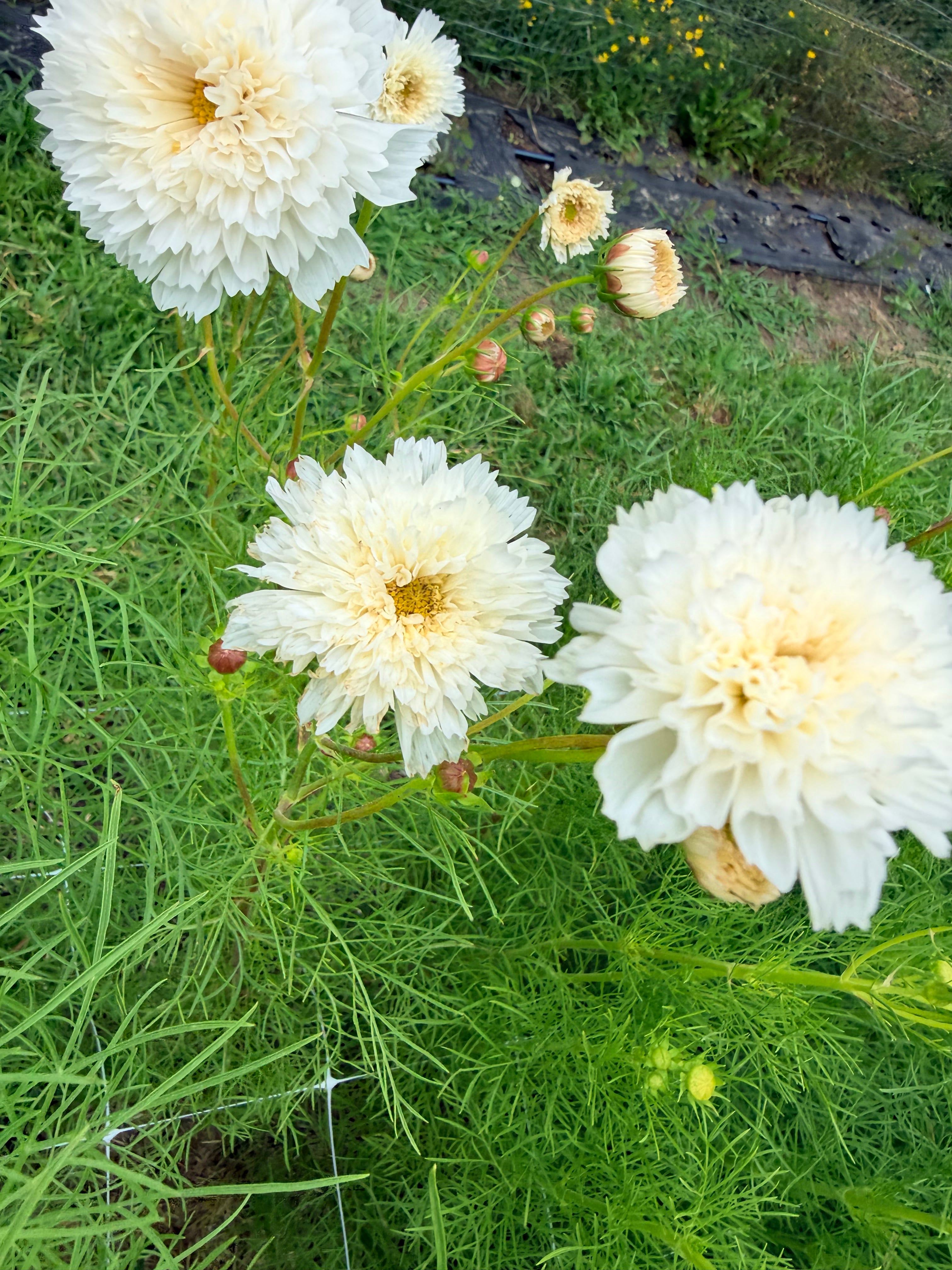 Cosmos - White - Bundle of 10 Stems