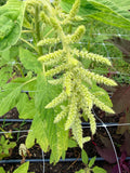 Amaranth - Emerald Tassels - Bundle of 5 and 10 Stems - Coming Soon!