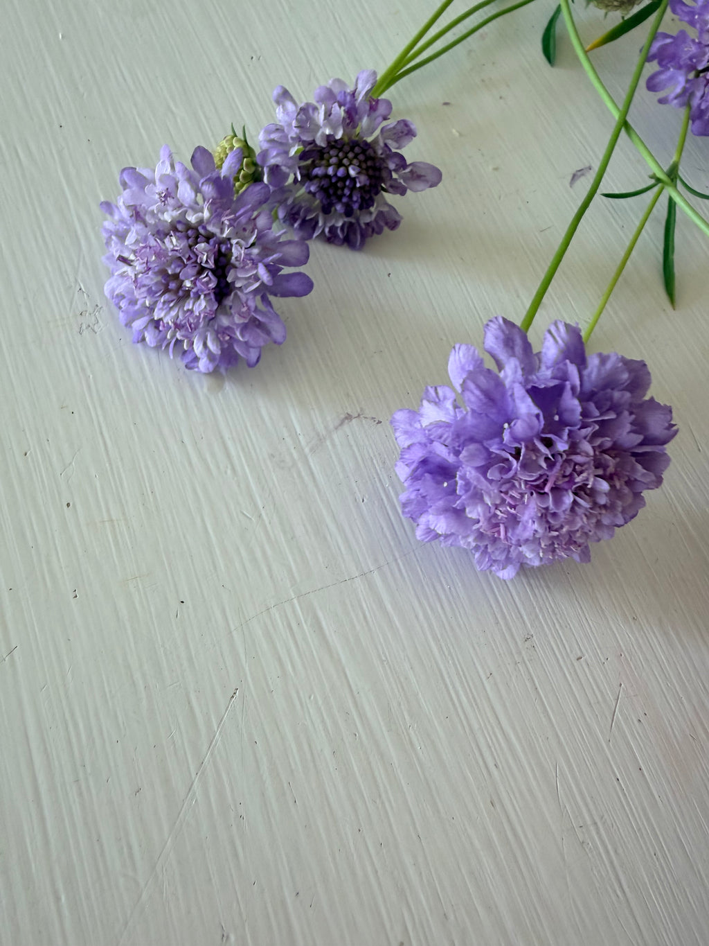 Scabiosa - Blue Cockadee - Bundle of 10 Stems