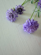 Scabiosa - Blue Cockadee - Bundle of 10 Stems