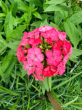 Sweet William - Barcelona Pink - Bundle of 5 and 10 Stems