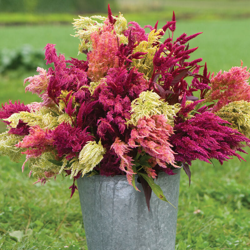Celosia - Pampas Plume - Bundle of 5 and 10 Stems - Coming Soon!