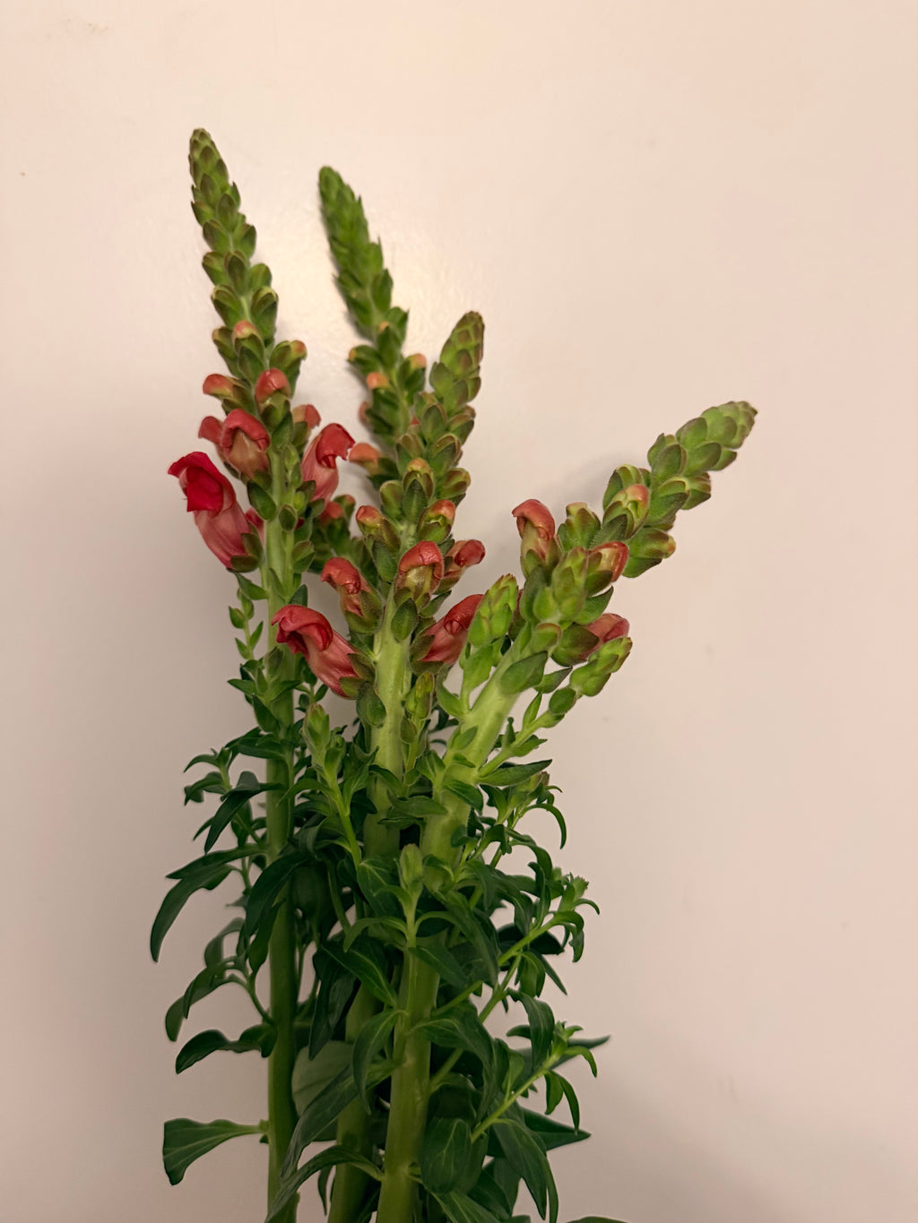 Snapdragon - Bundle of 5 Stems -  Pink - Thick/Extra Tall