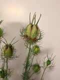 Nigella - Mixed Bunch - Bundle of 10 Stems