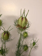 Nigella - Mixed Bunch - Bundle of 10 Stems