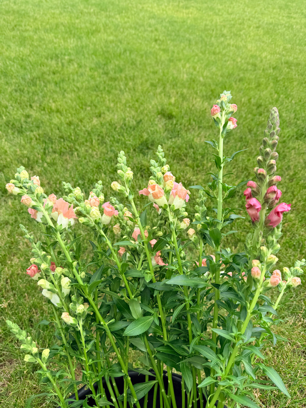 Snapdragon - Bundle of 5 and 10 Stems -  Lavender - Thick/Extra Tall (Copy)