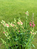 Snapdragon - Bundle of 5 and 10 Stems -  Lavender - Thick/Extra Tall (Copy)