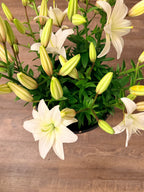 Lily - Bundle of 5 and 10 Stems