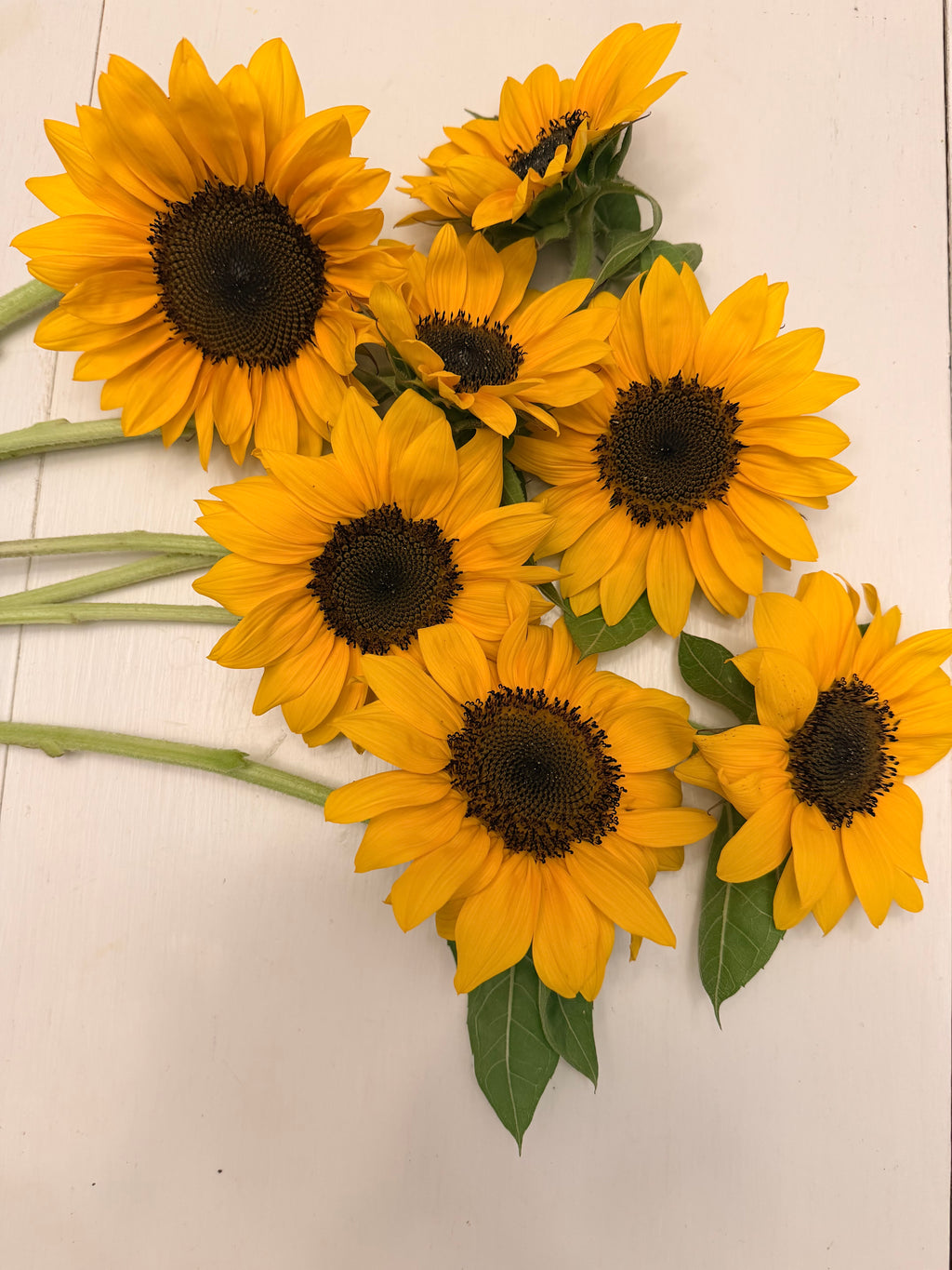 Sunflower (ProCut) - Orange - Bundle of 5 and 10 Stems