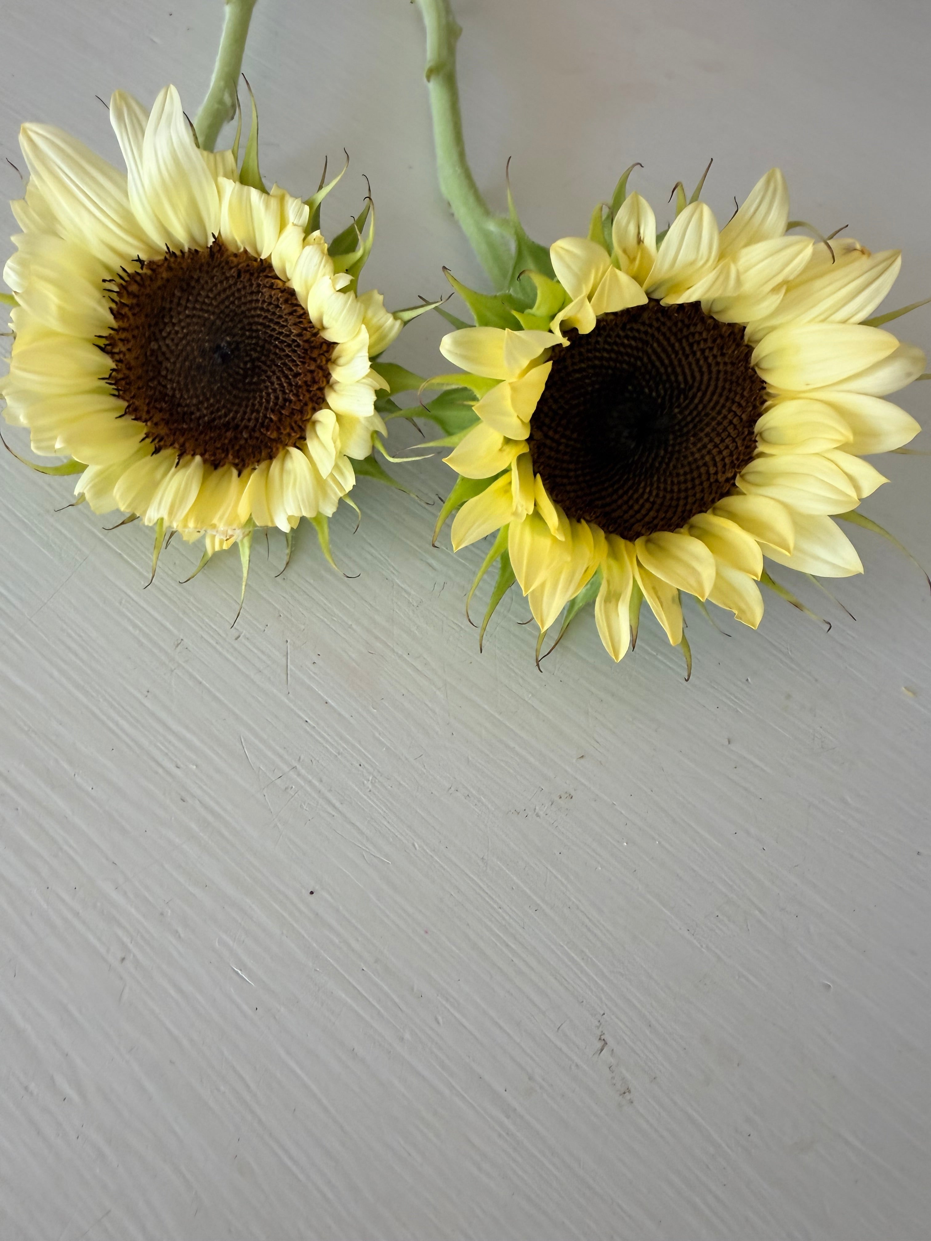 Sunflower (ProCut) - White Nite - Bundle of 5 and 10 Stems
