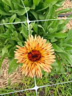 Calendula - Orange Flash - Bundle of 10 Stems