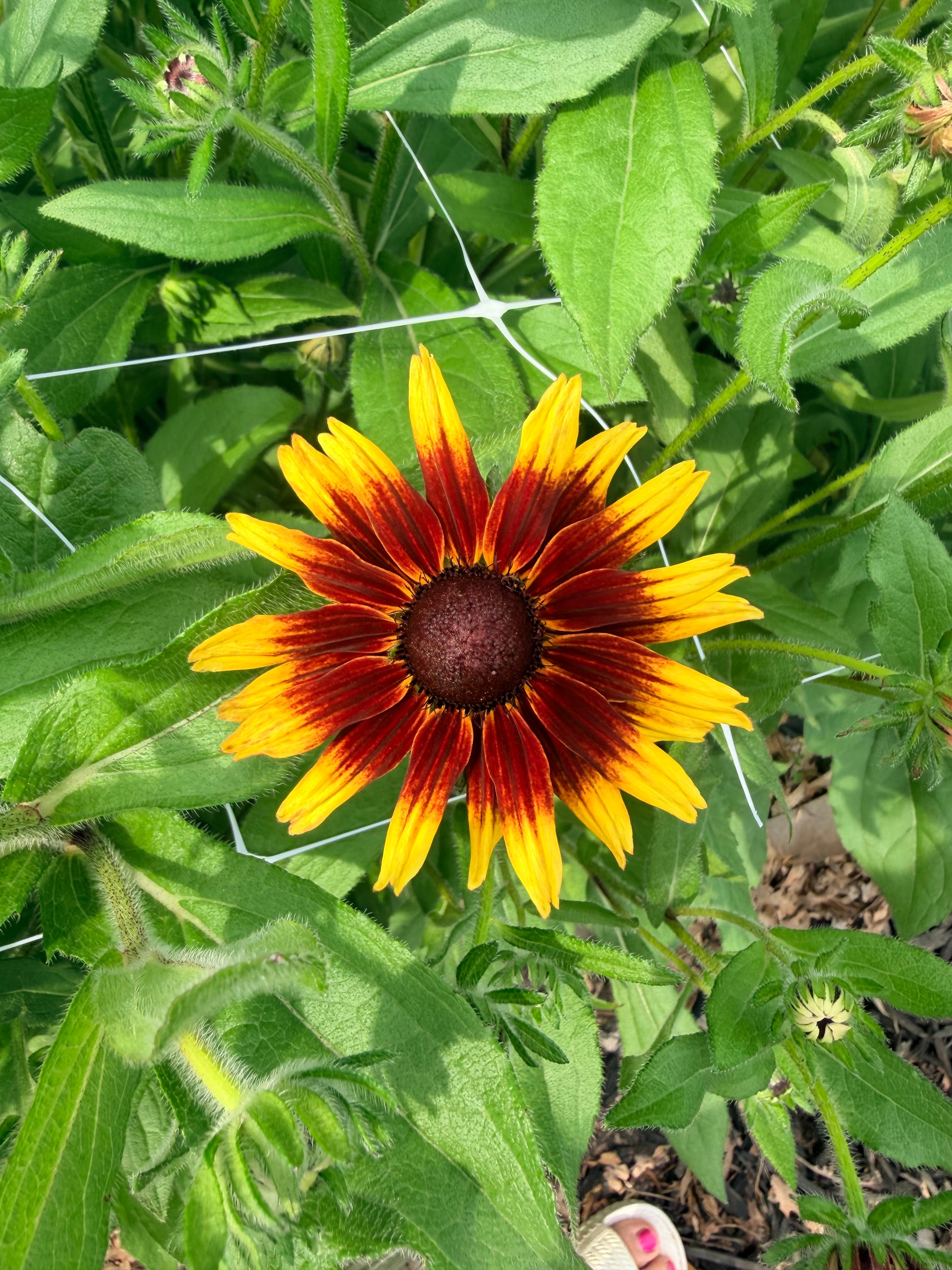 Rudbeckia - Denver Daisy - Bundle of 10 Stems