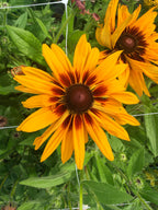 Rudbeckia - Denver Daisy - Bundle of 10 Stems