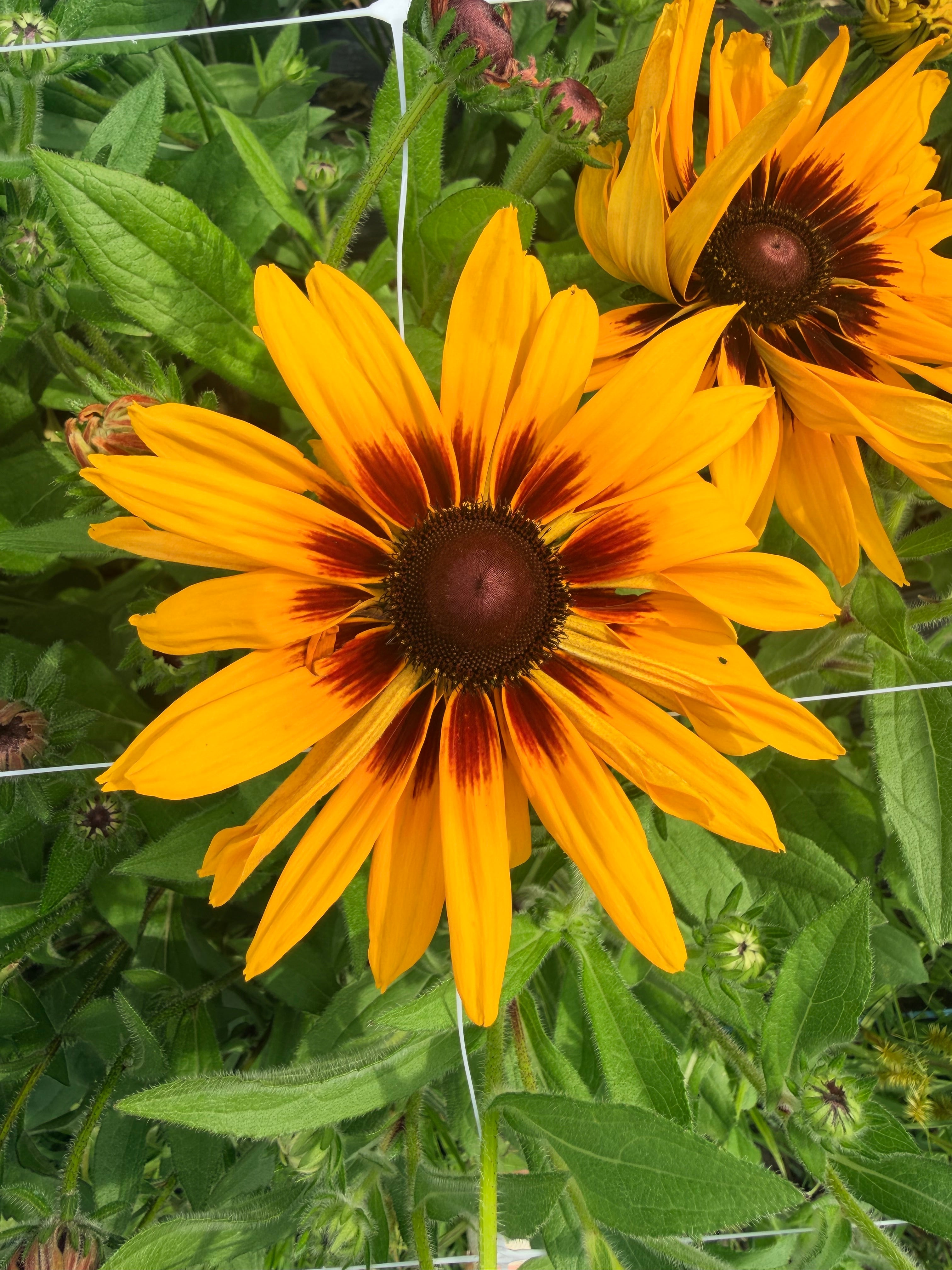 Rudbeckia - Denver Daisy - Bundle of 10 Stems