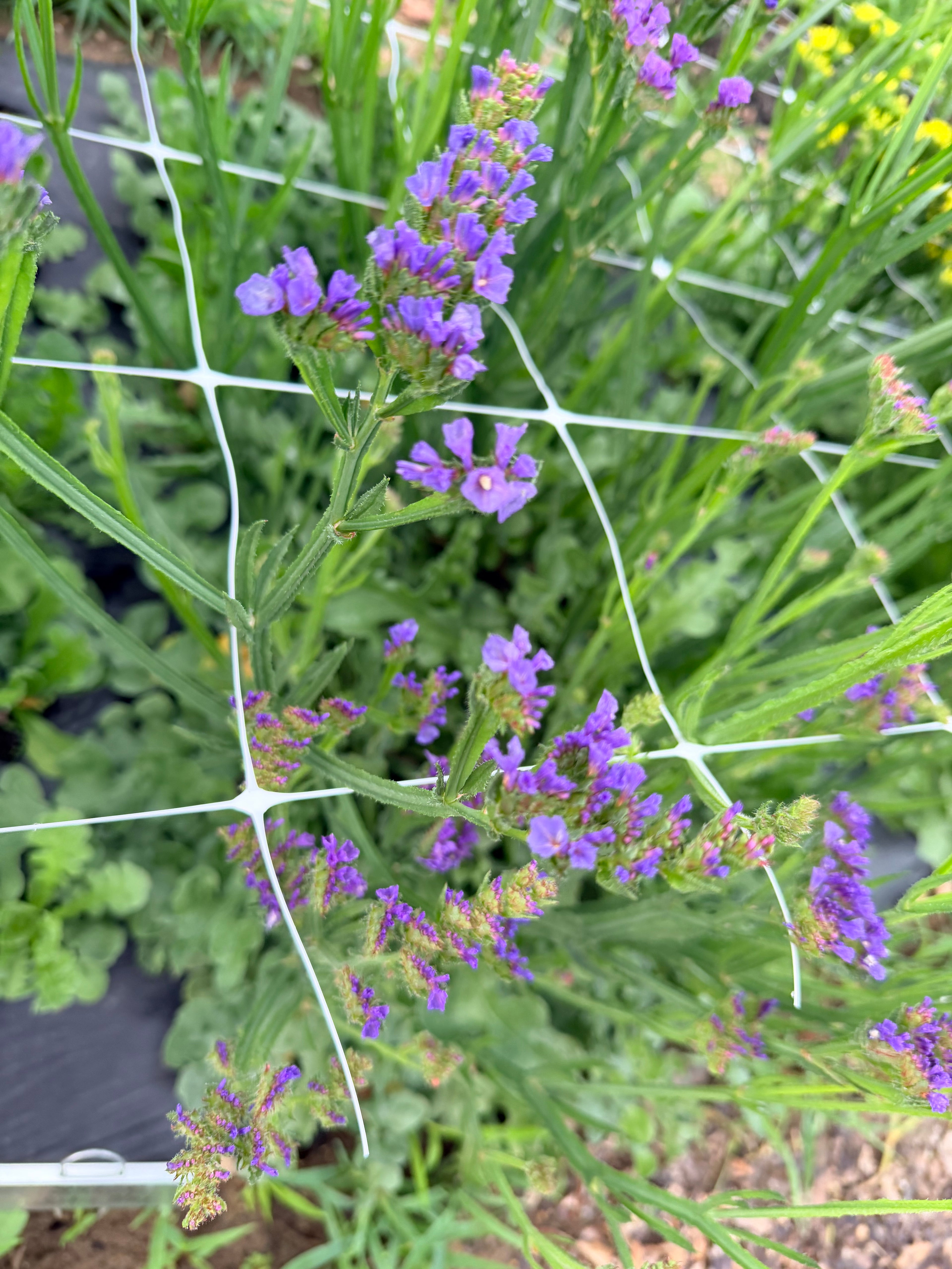 Statice - Bundle of 10 Stems - Blue
