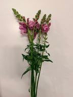Snapdragon - Bundle of 5 and 10 Stems -  Lavender - Thick/Extra Tall