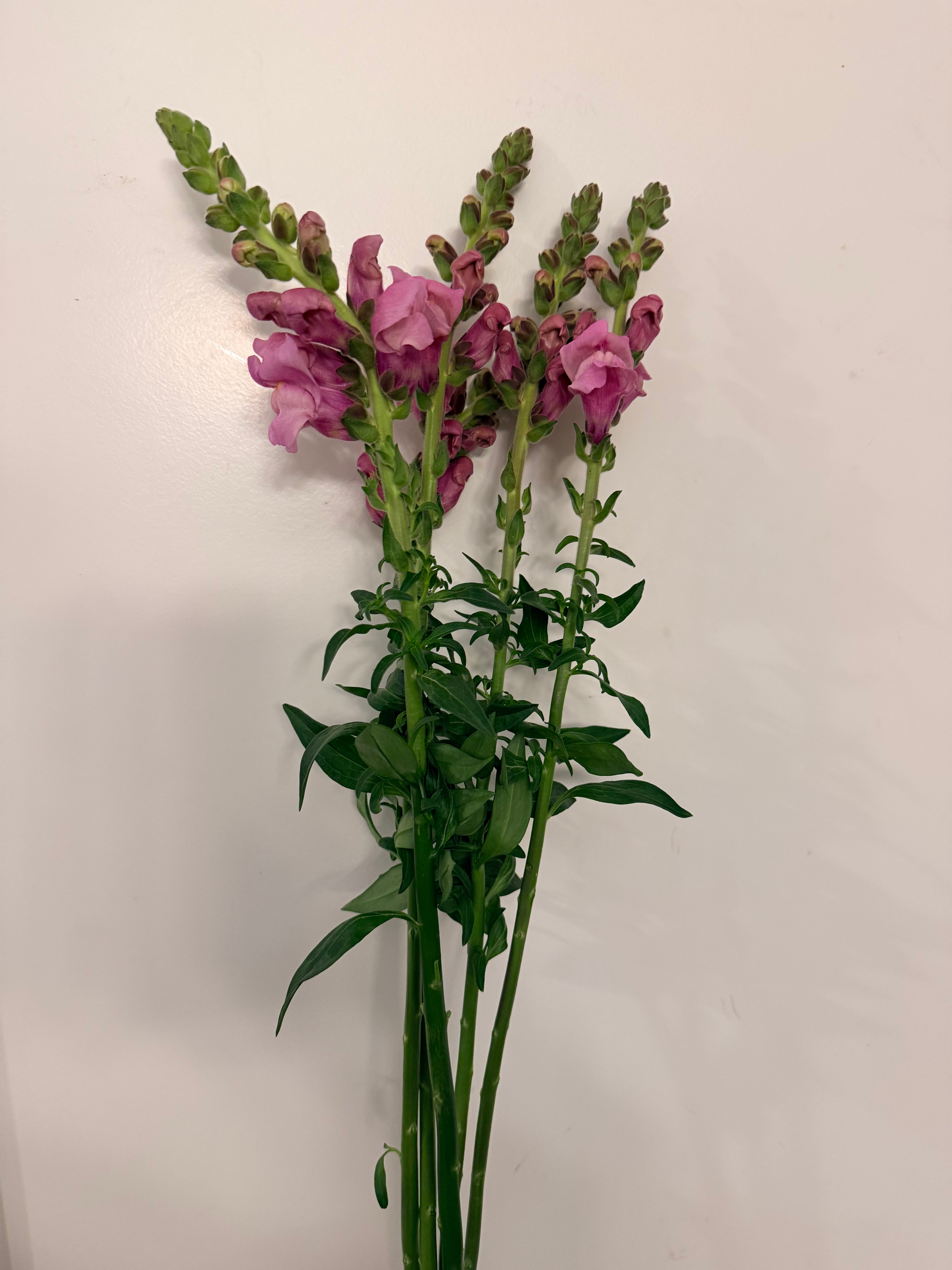 Snapdragon - Bundle of 5 and 10 Stems -  Lavender - Thick/Extra Tall