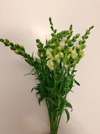 Snapdragon - Bundle of 10 stems - White