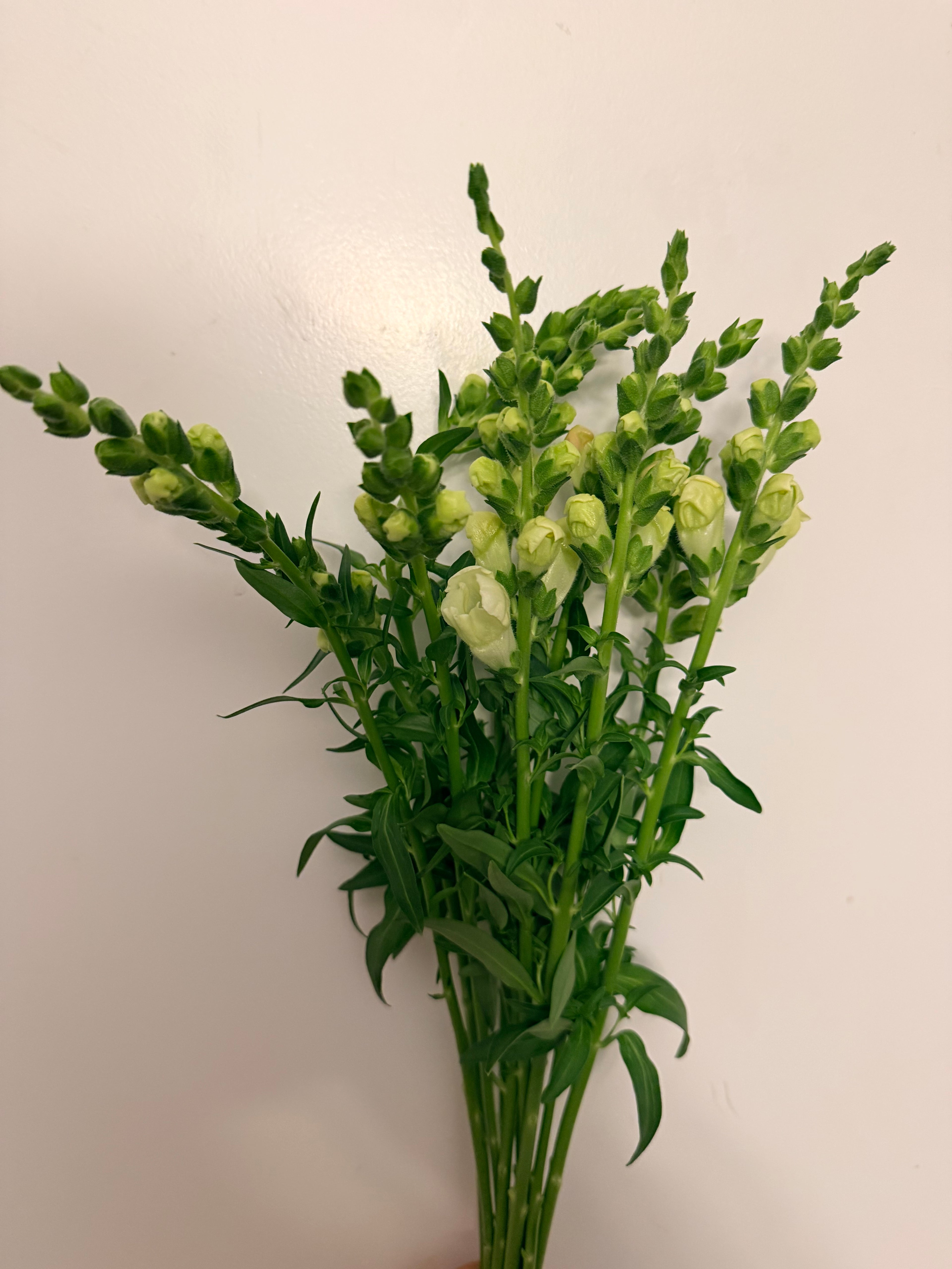 Snapdragon - Bundle of 10 stems - White