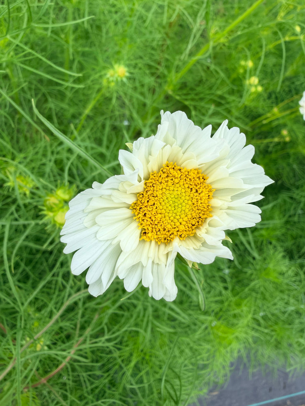 Cosmos - White - Bundle of 10 Stems