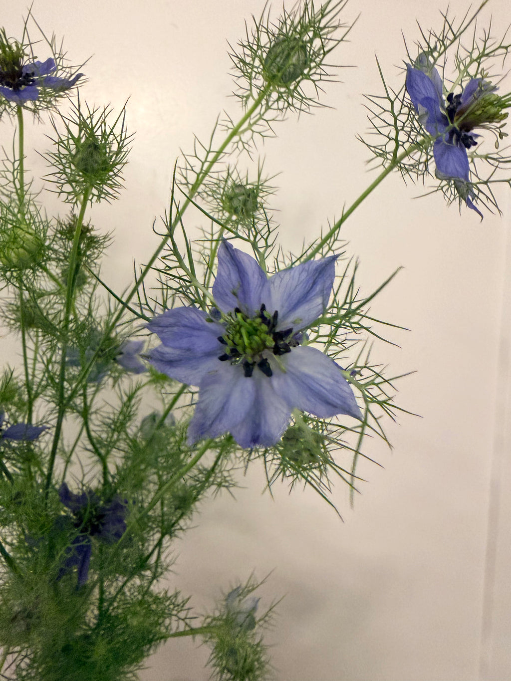Nigella - Mixed Bunch - Bundle of 10 Stems