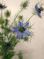 Nigella - Mixed Bunch - Bundle of 10 Stems