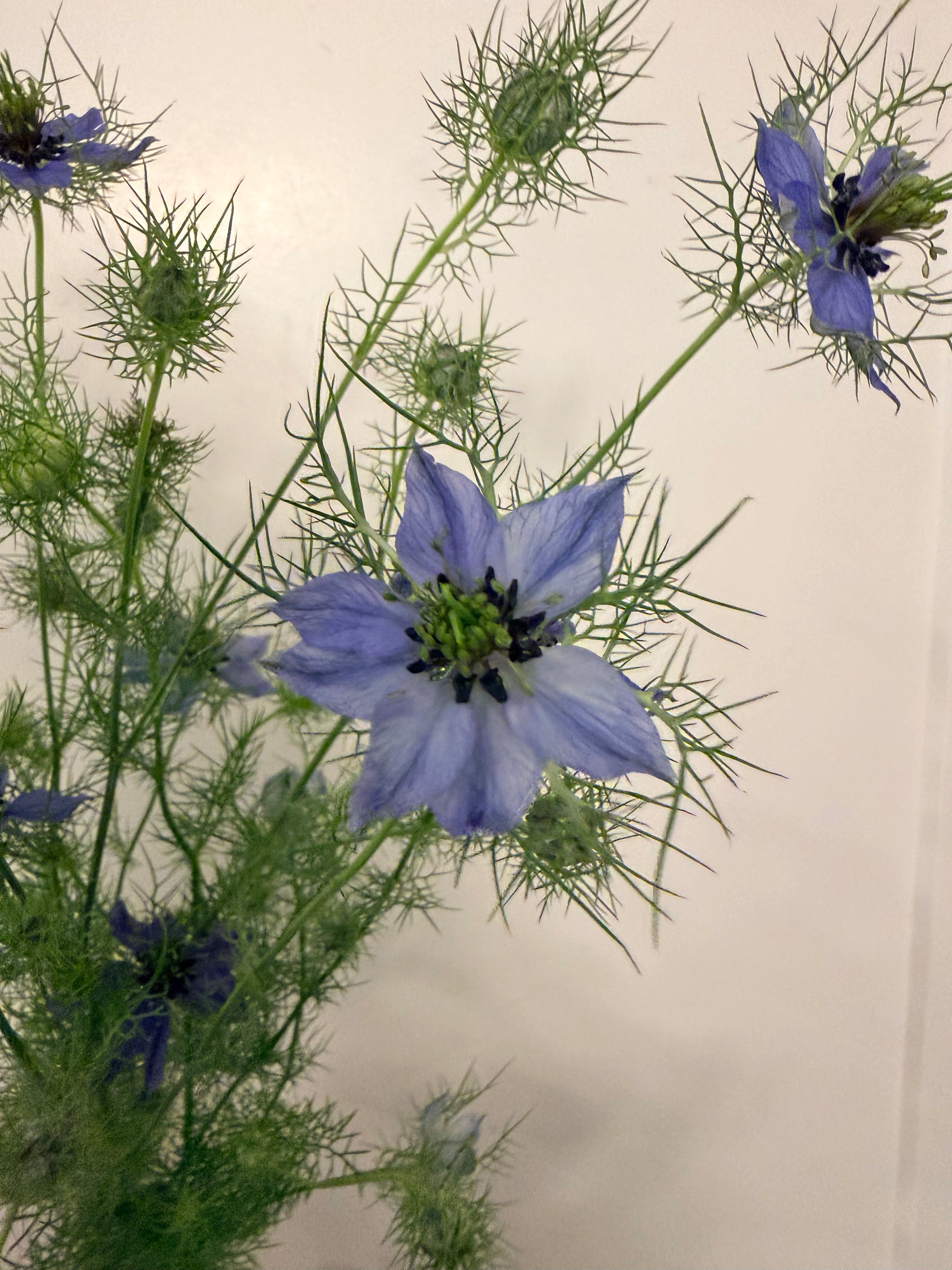 Nigella - Love-in-a-Mist - Bundle of 10 Stems