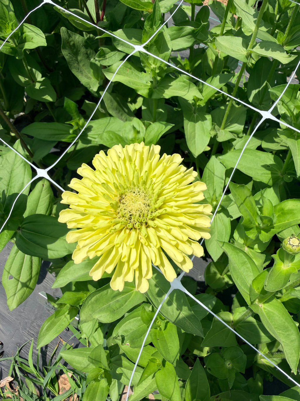 Zinnia - Benary Lime - Bundle of 5 and 10 Stems