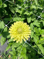 Zinnia - Benary Lime - Bundle of 5 and 10 Stems