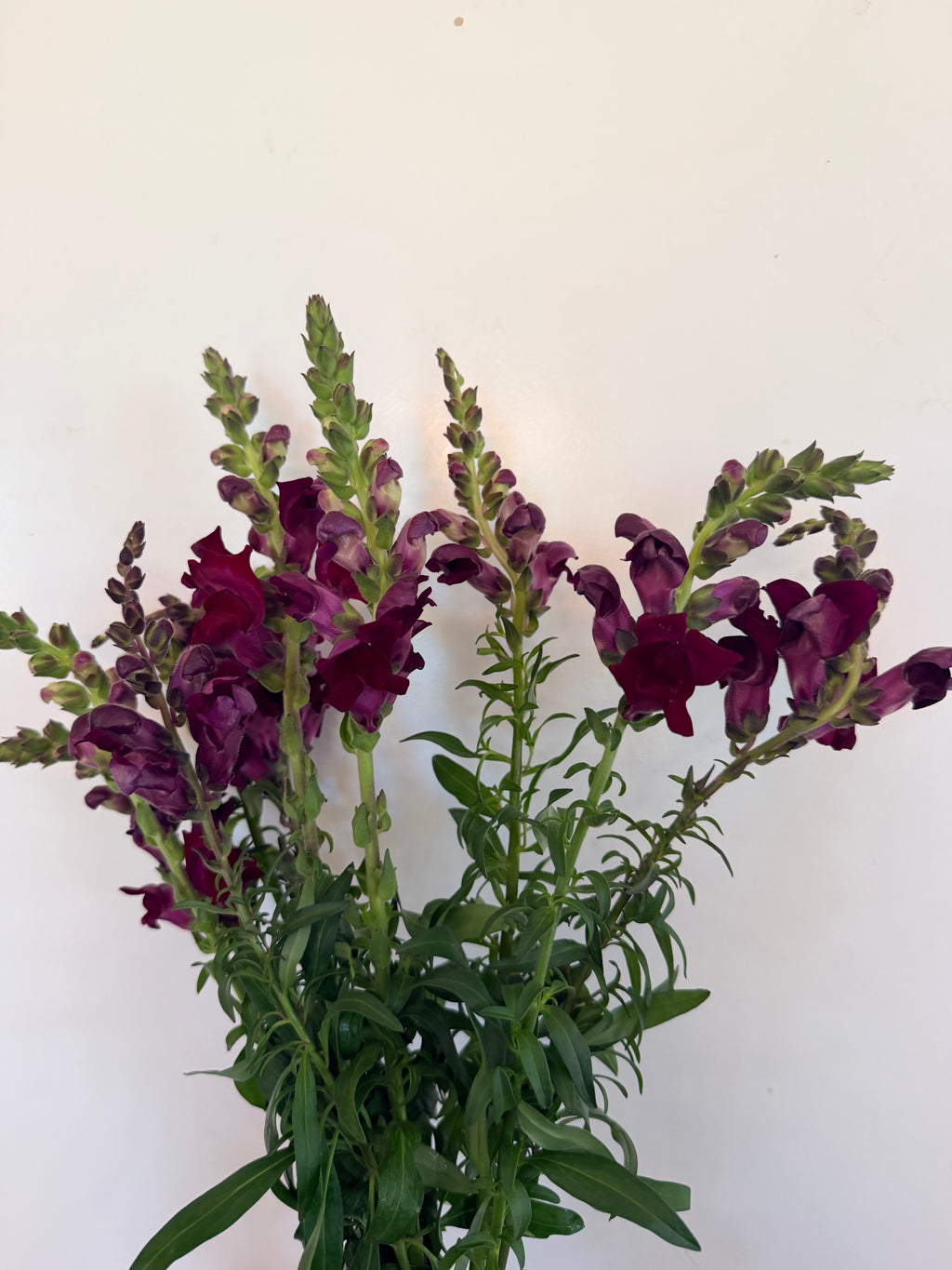 Snapdragon - Bundle of 10 Stems - Deep Wine