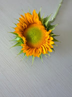 Sunflower (ProCut) - Gold Lite - Bundle of 5 and 10 Stems
