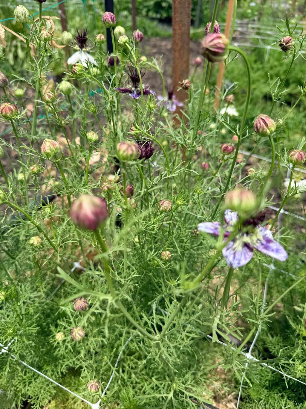 Nigella - Delft Blue - Bundle of 10 Stems