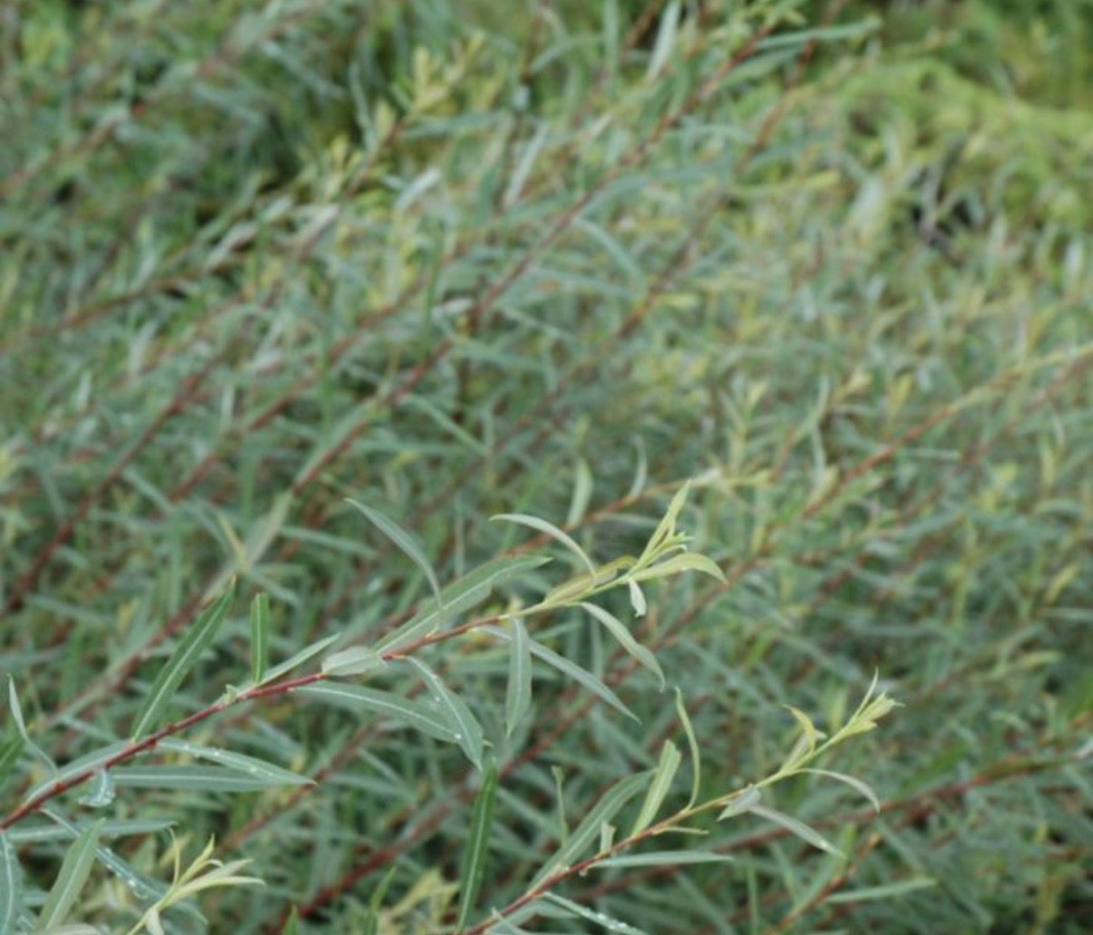 Dwarf Willow - Bundle of 10 Stems