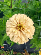 Zinnia - Linen - Bundle of 5 and 10 Stems