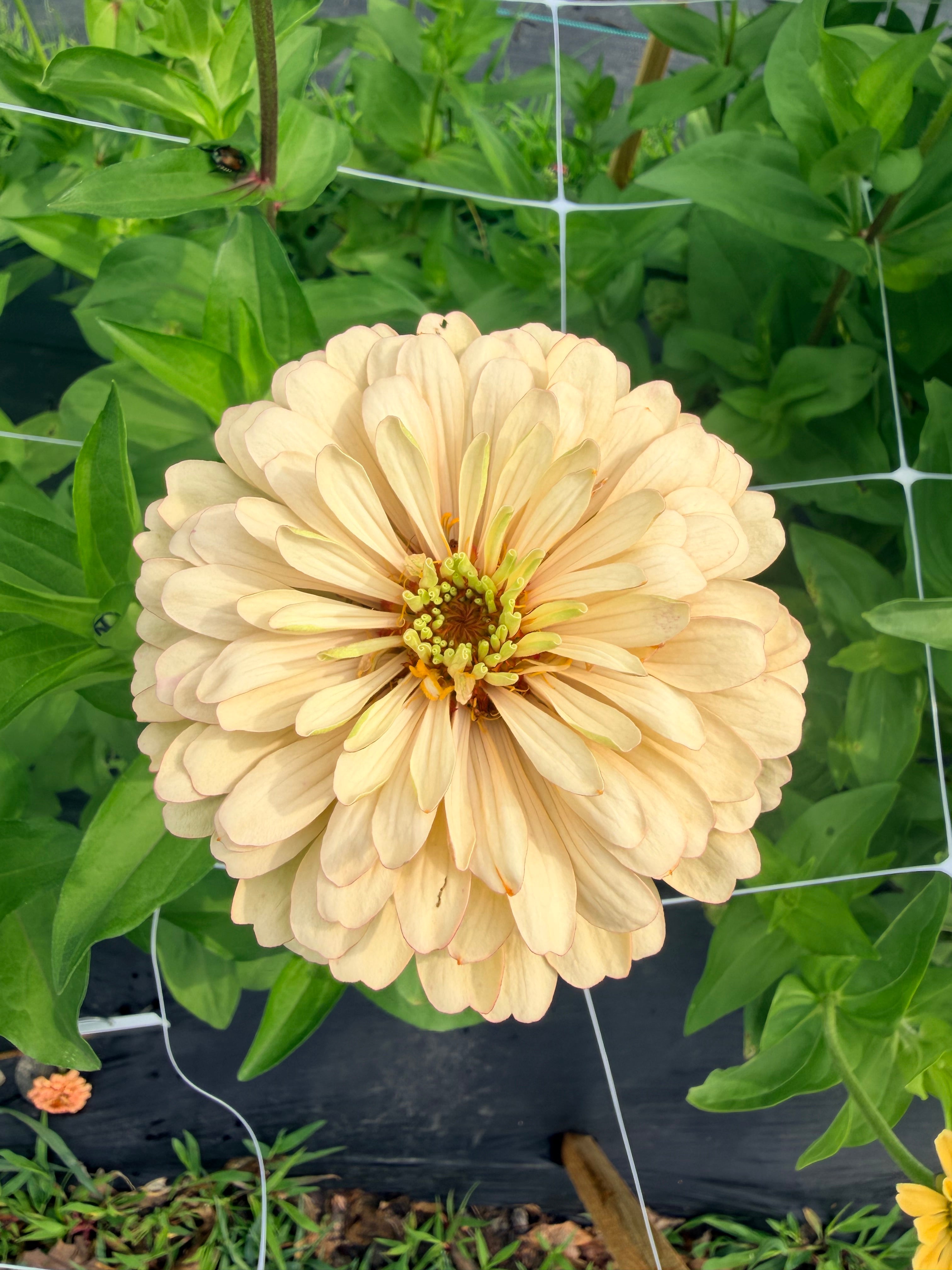 Zinnia - Linen - Bundle of 5 and 10 Stems