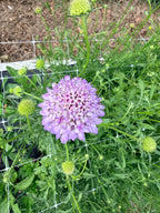 Scabiosa - Blue Cockadee - Bundle of 10 Stems