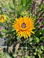 Rudbeckia - Chim Chiminee - Bundle of 5 and 10 Stems